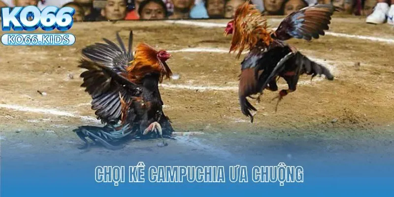 Chọi kê Campuchia ưa chuộng