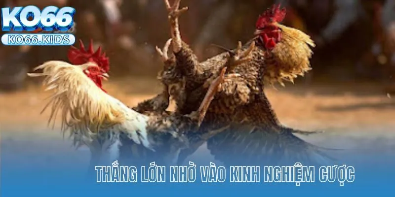 Thắng lớn nhờ vào kinh nghiệm cược