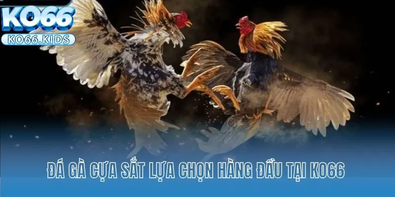Đá gà cựa sắt lựa chọn hàng đầu tại KO66