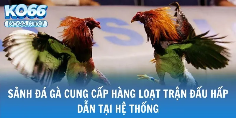 KO66 - Link Truy Cập Mới Nhất 2025 - Đăng Ký +88K 30 Sảnh đá gà cung cấp hàng loạt trận đấu hấp dẫn tại hệ thống