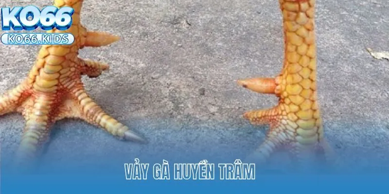 Vảy Gà Huyền Trâm Được Sư Kê Săn Đón Nhiệt Tình Hiện Nay