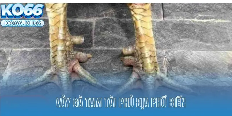 Vảy Gà Tam Tài - Thần Kê Chiến Đấu Mạnh Mẽ, Kiên Cường 4 Vảy gà Tam Tài phủ địa phổ biến